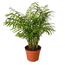 Parlor Palm-3" Pot / Nursery Pot - $1,141.51 MXN