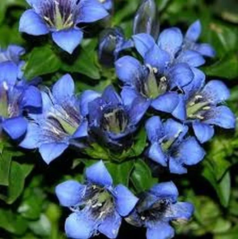 25 Seeds Gentian Blue Nikita Or Dahurica Seller USA - £7.71 GBP