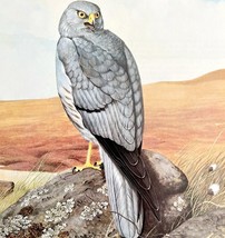 Montagus Harrier Art Print Color Plate Birds Of Prey Vintage Nature 1979... - $34.99