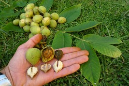 Heartnut Japanese Walnut Nut Tree seedling edible Heart Shaped Nuts LIVE PLANT - $36.99