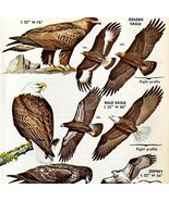 Eagles Bald Golden Osprey Caracara 1966 Color Bird Art Print Nature ADBN1Q - $371.27 MXN
