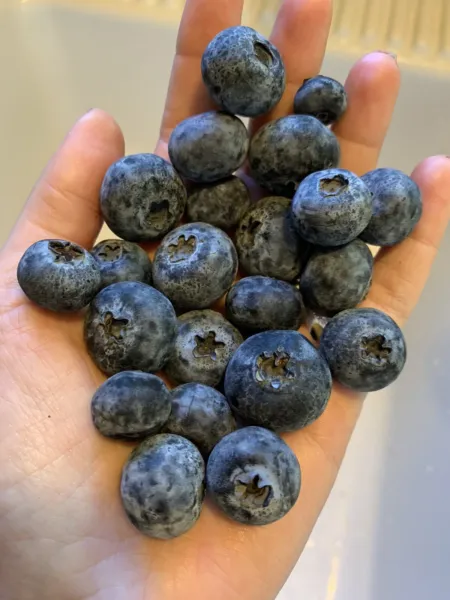 50 Blueberry Seeds Homegrown Edible Bush Vine Fruit Organic Usa Berry Fresh Gard - £6.31 GBP