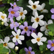 2R5D1 Fusables Bacopa Utopia Seeds 25 Bacopa Seeds Fuseables Gardening USA SHIPP - £13.64 GBP