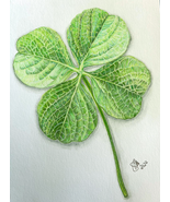 Pencil Drawing of a Lucky 4 Leaf Clover - Digital Print - $15.00