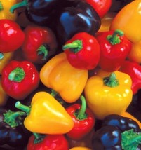 Mini Bell Pepper Seed Mix | Heirloom | Organic FRESH - $16.41
