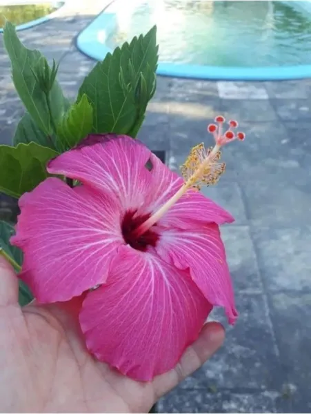 Pink Hibiscus Seeds Perennial Hardy Flower 20 Seeds Garden - $5.98