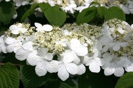 Japanese Snowball Viburnum 2.5 Inch Pot Fresh USA Shipping - $37.80