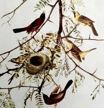 Orchard Oriole 1950 Lithograph Art Print Audubon Bird First Edition DWU14E - £23.69 GBP