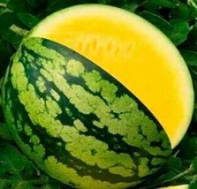 Yellow Gift Watermelom, 40 seeds - £22.22 GBP