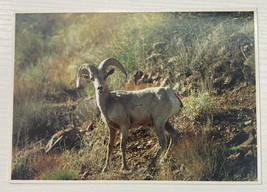 Postcard Big Horn Sheep (Desert Bighorn) - £2.90 GBP