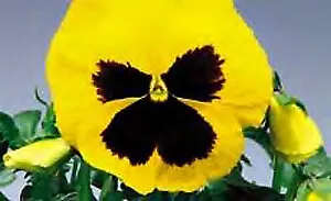 Pansy DeltaPro Yellow-Blotch 250 seeds - £27.47 GBP