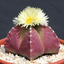 10 SEEDS Astrophytum PURPLE nudun rare cactus seed - £14.37 GBP