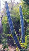 USA Store 20 Seeds Store Pilosocereus Royenii Exotic Blue Color Columnar Cacti C - £11.77 GBP