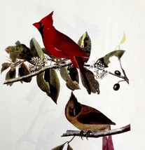 Cardinal Bird Lithograph 1950 Audubon Antique Art Print Finches DWP6A - £27.48 GBP