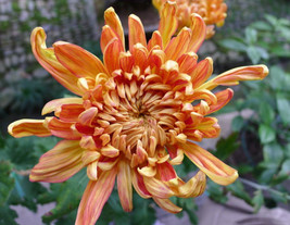 LS 1 Pack 300 Orange Chrysanthemum Seeds Courtyard Flower - £4.31 GBP
