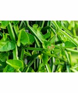 Cissus quadrangularis – Herbal Care for Skin, Hair &amp; Nails, Natural Healing - $25.00 CAD