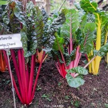 Fast Ship USA Seller Swiss Chard Seed - £8.32 GBP