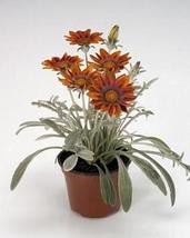 25 Seeds Gazania Talent Series Red Annual Seeds - $21.96