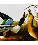1979 Shoveler Duck Color Plate Print Audubon Birds Of America Vintage Ar... - $29.99