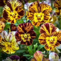 KKG 200 Brush Strokes Pansy (Viola) Seeds Easy Grow - $12.76