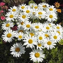 Shasta Daisy 100 Seeds Organic, Beautiful Bright WHITE/YELLOW Flower - £4.66 GBP