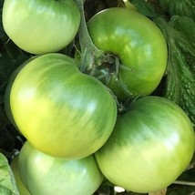 Dwarf Beryl Beauty Tomato Seeds | Green Tomatoes | Vegetable FRESH - £12.90 GBP