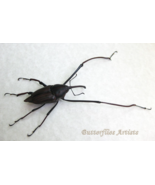 Long Arm Weevil Mahakamia Kampmeinerti Real Beetle Framed Entomology Sha... - $1,658.38 MXN