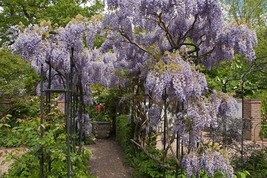 Climbing Wisteria Flower Courtyard Garden, 20 SEEDS D - £11.33 GBP