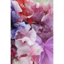 50+ Flaked Mixture Sweet Pea Seeds | Colorful Fragrant Climbing Flowers - $16.50
