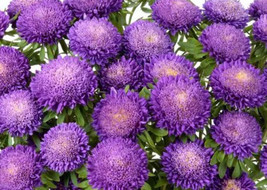 Bonita Light Blue Aster Seeds - $8.99