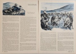 1956 Magazine Picture Hunters Cows &amp; Bull Caribou Illustrated by Philip ... - $17.65