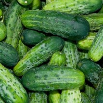 USA SELLER Bush Pickle Cucumber Seeds 15 Seeds 1066 Fast Shipping - $9.69