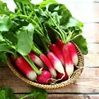 KS French Breakfast Radish Non Gmo Organic Planting 200 Seeds  - $9.36