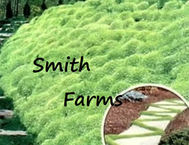 100 Seeds Irish Moss Perennial Groundcover Ground Cover Fresh Seeds - $10.50