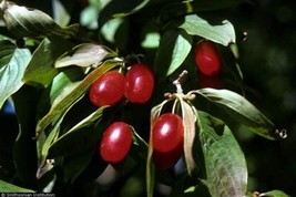 HS Cornelian Cherry Tree 40 Authentic Seeds - £12.43 GBP