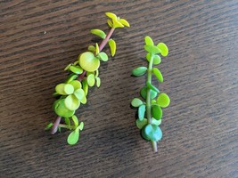 Portulacaria afra, Spekboom, Mini Jade, Elephant Bush Cuttings Gold Pros... - £6.67 GBP+