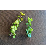 Portulacaria afra, Spekboom, Mini Jade, Elephant Bush Cuttings Gold Pros... - $10.63 CAD+