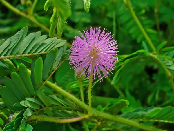 Sensitive Plant Touch Me Not (Mimosa Pudica) 50 Seeds Fresh Garden - $8.00