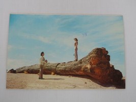 Old Faithful Larger Petrified Log In Petrified Forest Arizona Postcard - $4.41