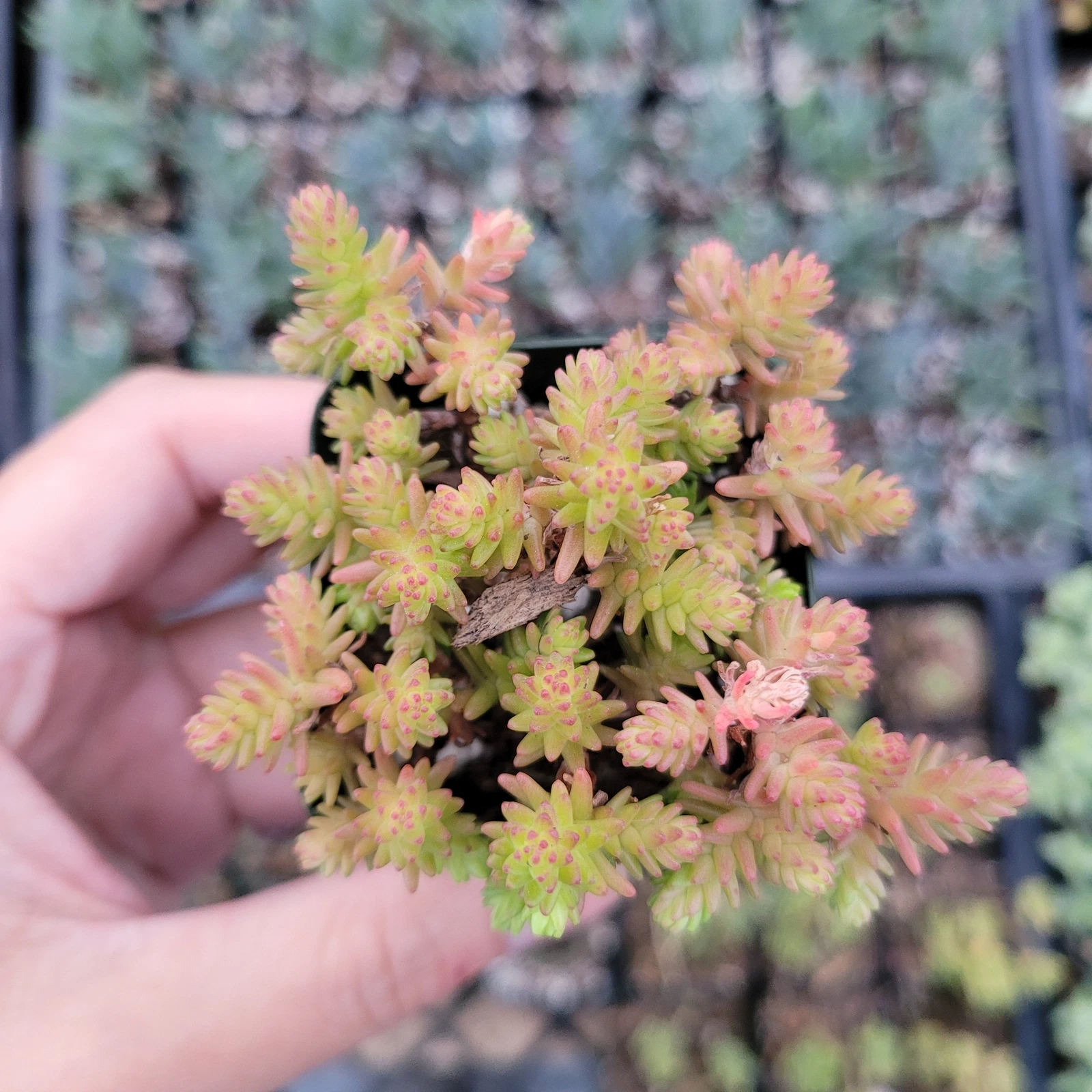 Sedum sexangulare - Tasteless Stonecrop Succulent Plant - $15.88