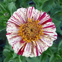 Organic Peppermint Stick Zinnia New Fresh Seeds - $9.00