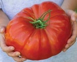 60 Seeds Mortgage Lifter Tomato Seeds Large Heirloom Organic Non Gmo Fre... - £7.20 GBP