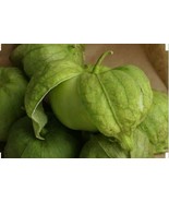 100 Tomatillo - Toma Verde Seeds - £7.07 GBP