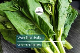 500mg Wan Shen Kailan Seeds - Heirloom Chinese Broccoli - Tender Asian G... - $4.50
