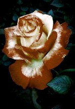 BEST 25 Seeds Easy To Grow Brown &amp; White Rose Flowers Bush Fragranting - $10.00