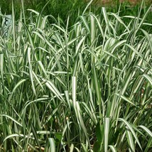 1000 Variegated Ribbon Grass Reed Canary Phalaris Arundinacea Pink Flower Seeds  - £12.10 GBP