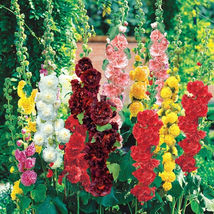 200 Hollyhock Flower Seeds &quot;Chater’s Double Mix&quot; Alcea Rosea - $13.56