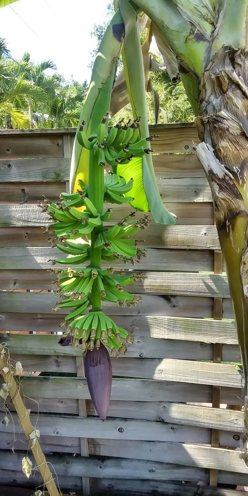 1 Live plant Musa Dwarf Cavendish 8-12&quot; Banana Tree - £32.14 GBP