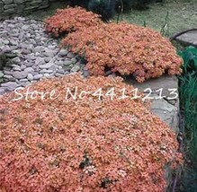 100 pcs Creeping Thyme Seeds Rock CRESS Plant - Light Orange Colors FRES... - $10.29