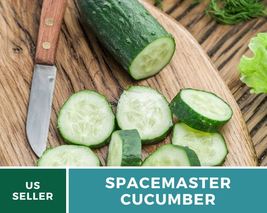 30 Cucumber Spacemaster Seeds Cucumis sativus Heirloom Vegetable Non-GMO - $15.76